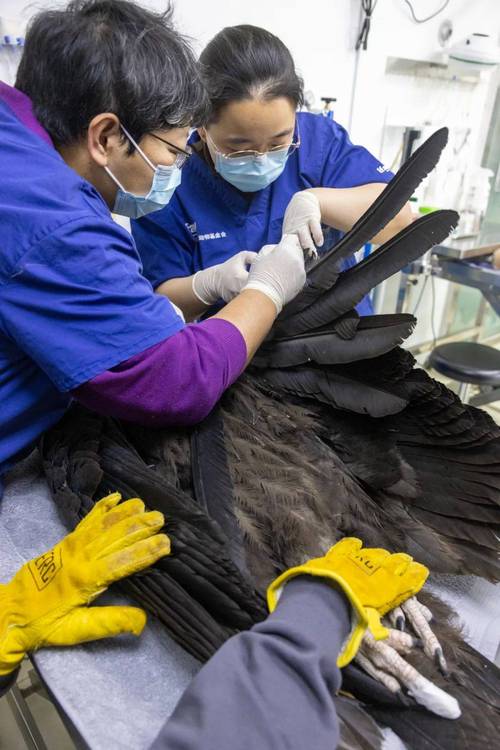 秃鹫、猎隼、红隼……它们都在这家“动物医院”获暖心救护