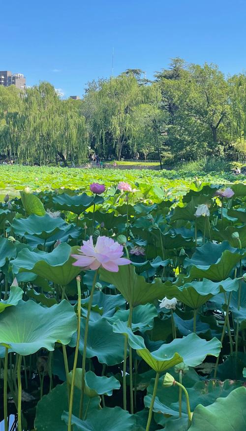 紫竹院公园第一波荷花开了!“荷花渡”里感受清凉夏日