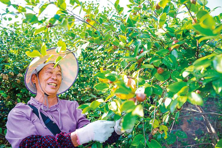 (身边的变化)福建顺昌千亩油茶喜迎丰收