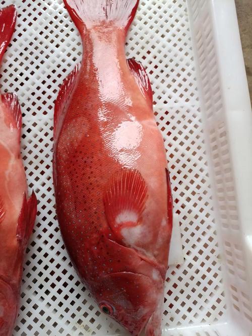 新海南财经观察|海南东星斑走俏年夜饭桌 价格不菲还供不应求