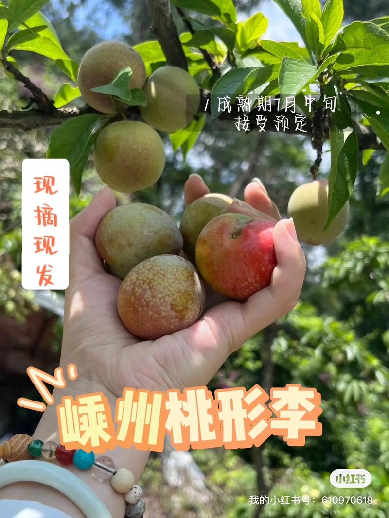 (乡村行·看振兴)浙江嵊州桃形李拍出万元高价 农户喜摘“致富果”