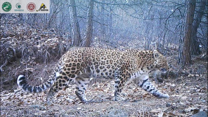 “大猫猫”来甘泉了 华北豹种群栖息地向北扩张近50公里