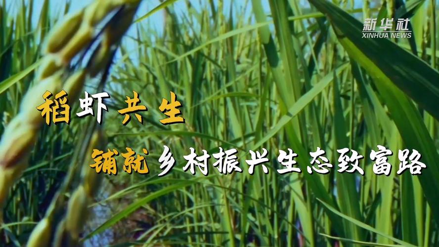 琼海博鳌镇“稻油虾”健康生态养殖莫村示范区虾苗下田