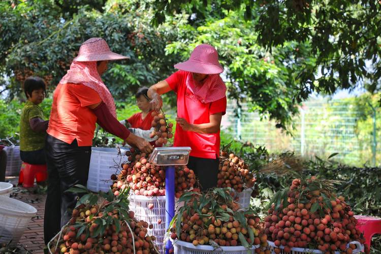 (走进中国乡村)“中国荔乡”广东高州柏桥村荔枝花开迎丰收