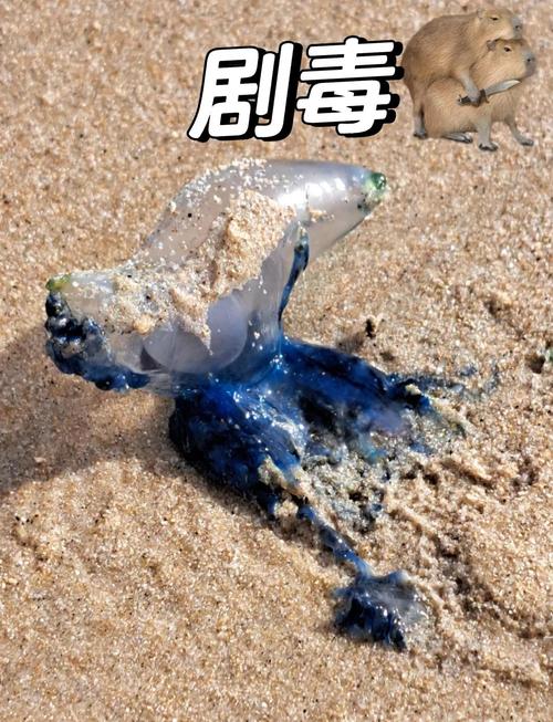 海南文昌沙滩现僧帽水母 毒性较强被蜇应这样处置→