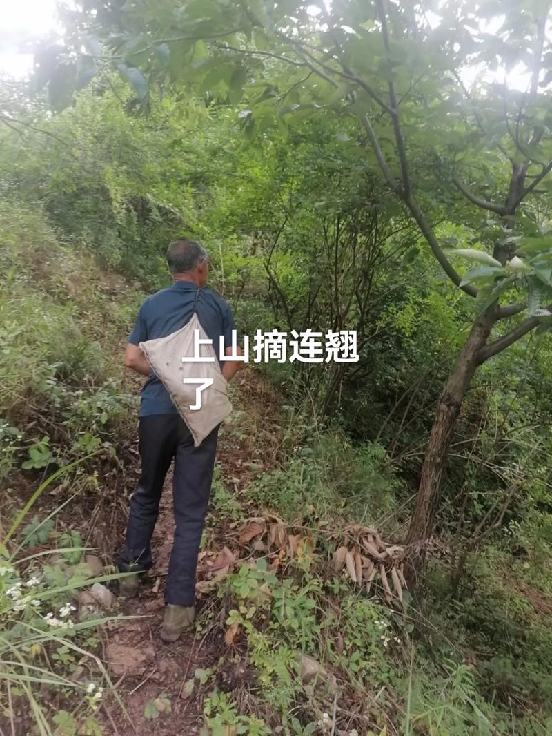 连翘花开“金满山” 税务助农解难题