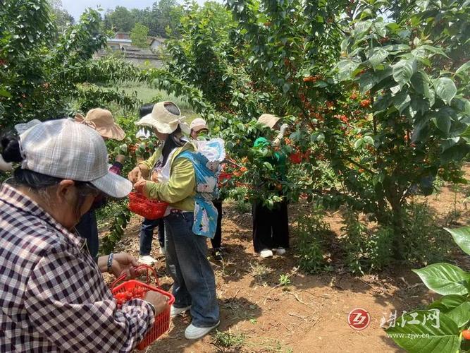 (乡村行·看振兴)“红了”樱桃“绿了”葡萄 山西襄垣特色产业富民增收