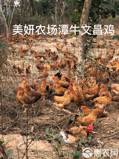 种业专家为海南畜禽业发展支招:注入“种业芯” 强壮文昌鸡、海南猪