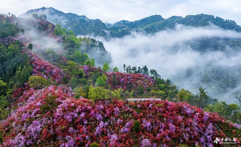 岳西:高山杜鹃红 游客闻香来