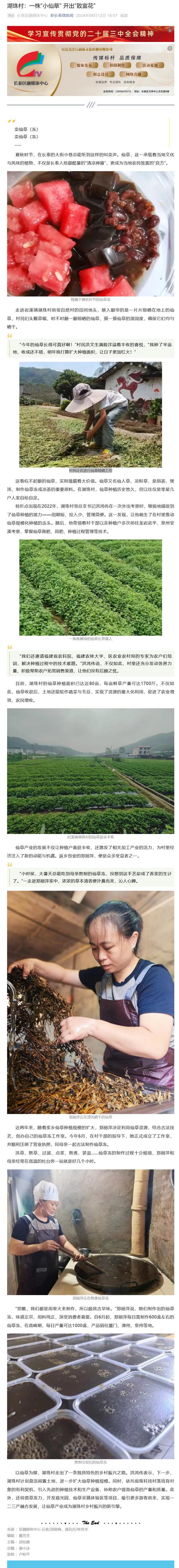 （乡村行·看振兴）福建长泰：一株“小仙草”开出“致富花”