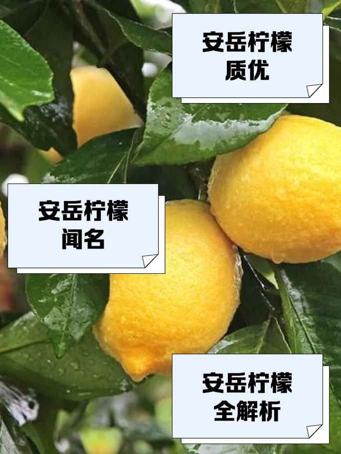 21吨安岳柠檬发往俄罗斯 四川市场采购贸易成功实现水果首单出口