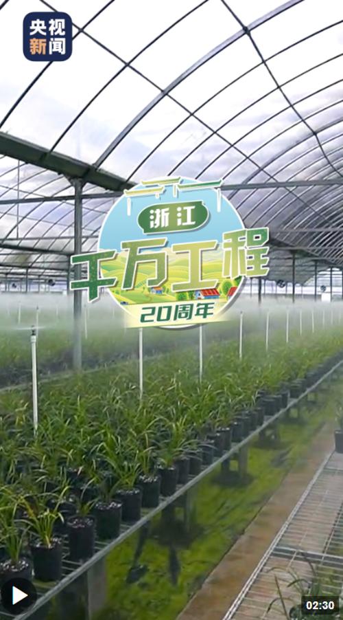 高质量发展调研行|浙江丽水景宁:一片叶子富了一方百姓