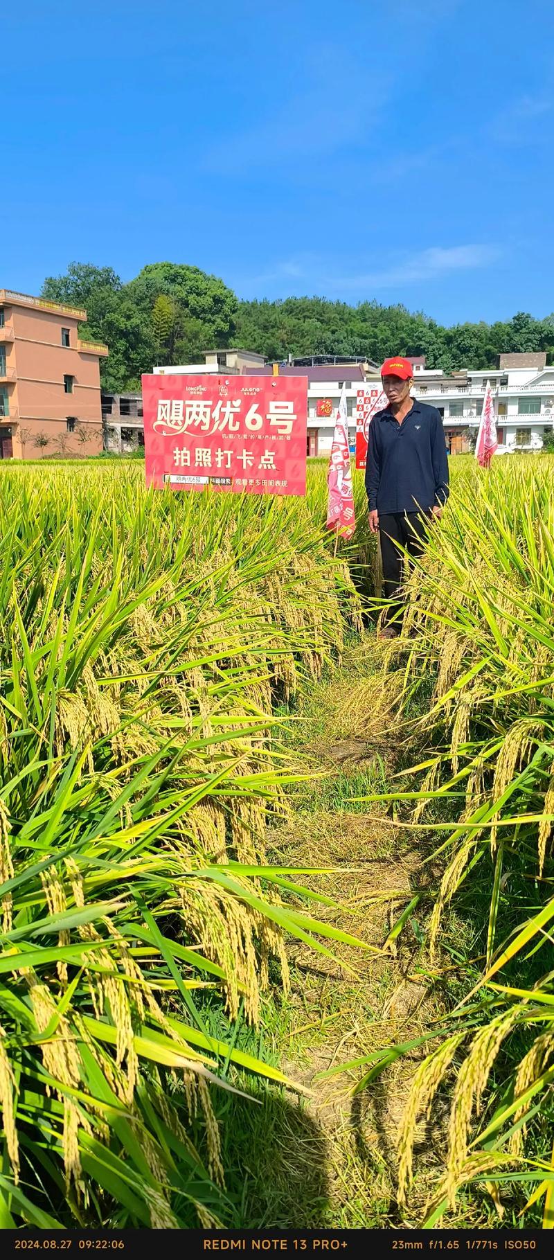 隆回县羊古坳一季稻又获高产 连续三年亩产逾1100公斤