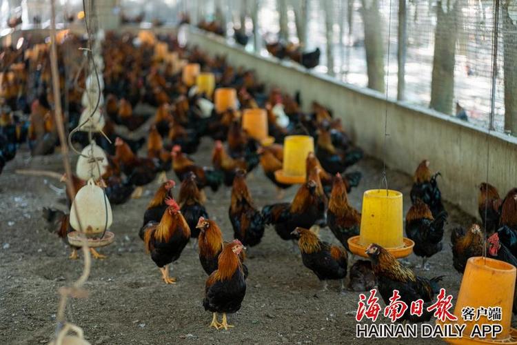 海南儋州鸡入选!农业农村部遴选推介205个全国农业优异种质资源