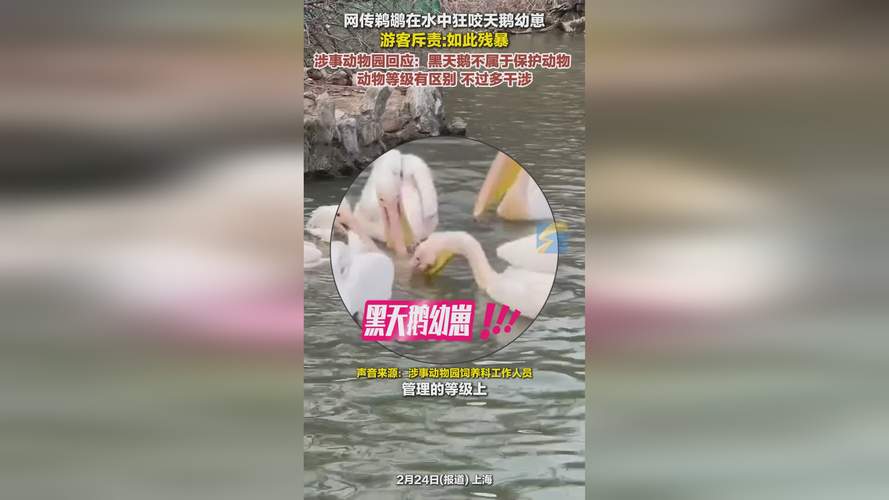 一游客在景区带未牵绳宠物犬 惊扰赛里木湖野生大天鹅