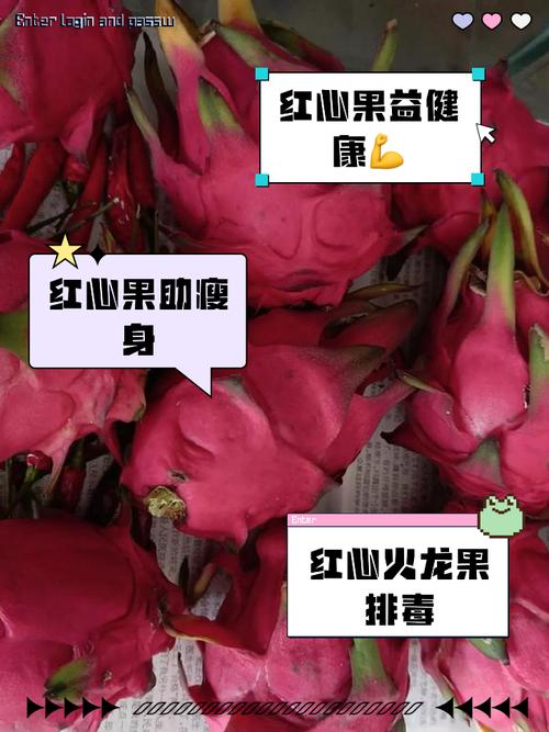(乡村行·看振兴)广西龙州:火龙果巧打“时间差” 保温套袋催生“早春红”