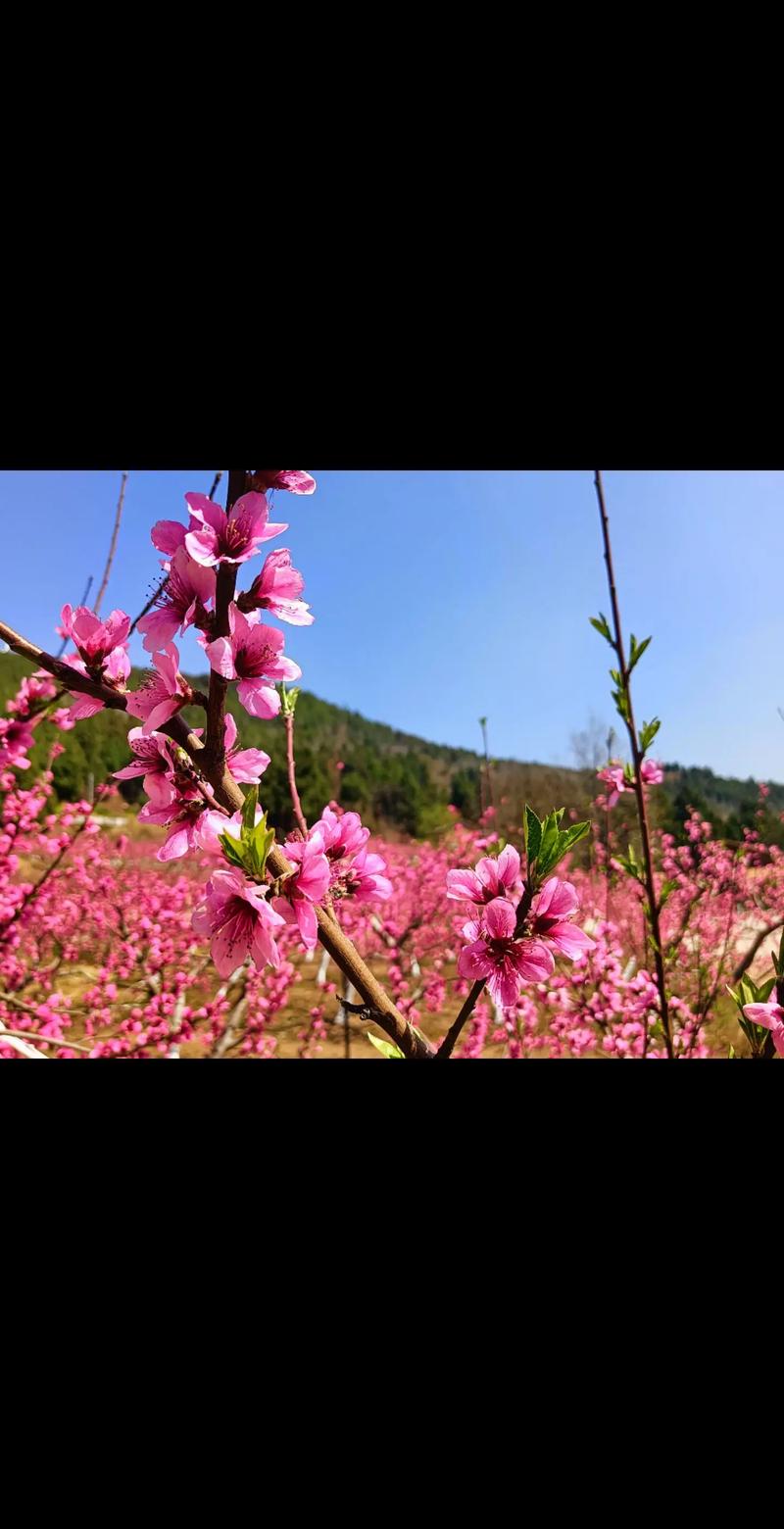 （我家这一年）扎根在泥土里的六旬摄影师：近9万张照片见证“桃花朵朵开”