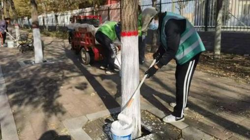 防虫御寒！海口绿化部门给行道树“涂装”迎新年
