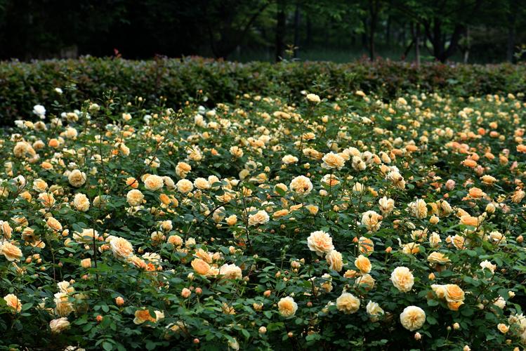 花团锦簇五千年