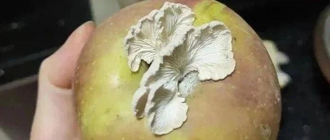 后续来了!苹果长出蘑菇,有人千里求购,评论区亮了