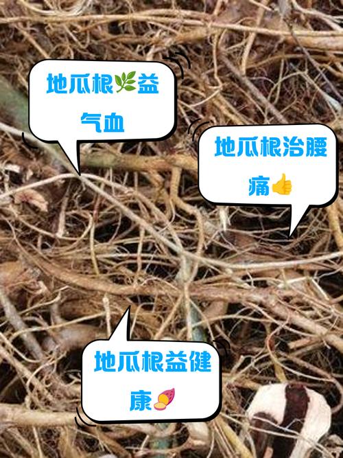 经济观察:浙江 “地瓜经济”如何根深叶茂?