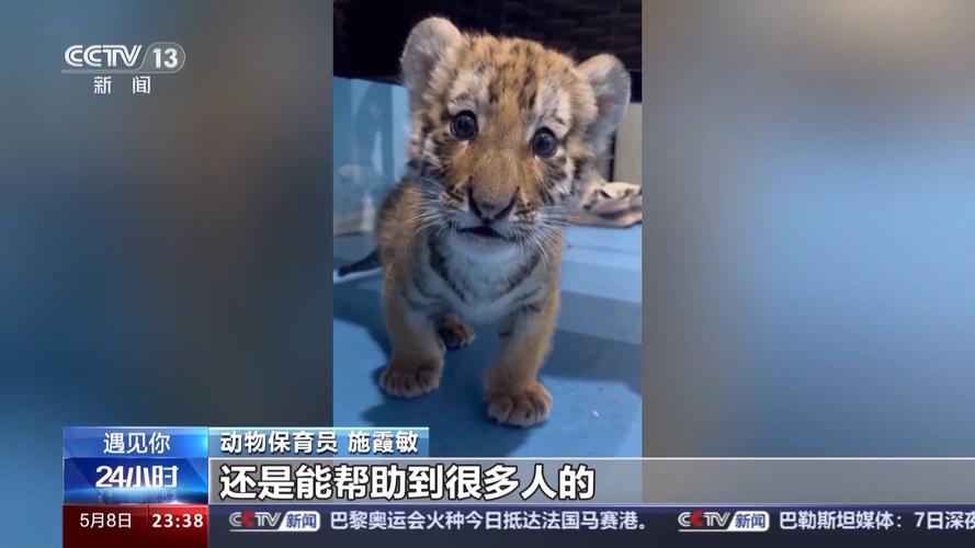 遇见你丨带薪“撸虎玩熊”?她4年里拉扯大200多只猛兽崽崽