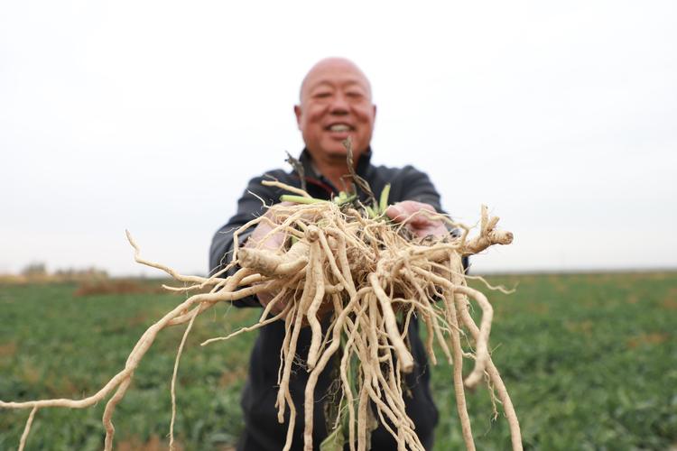 青海格尔木板蓝根丰收
