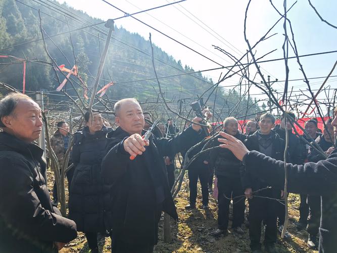 (新春走基层)乡土专家和他的一把果树剪刀