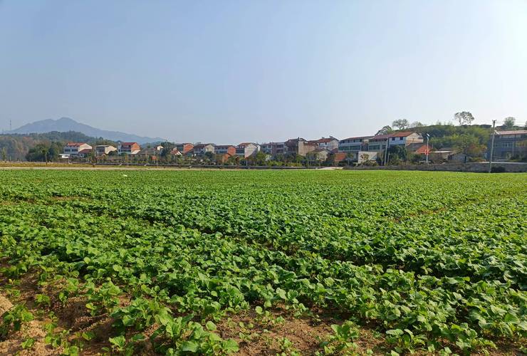 衡山:抢抓晴好天气收割油菜