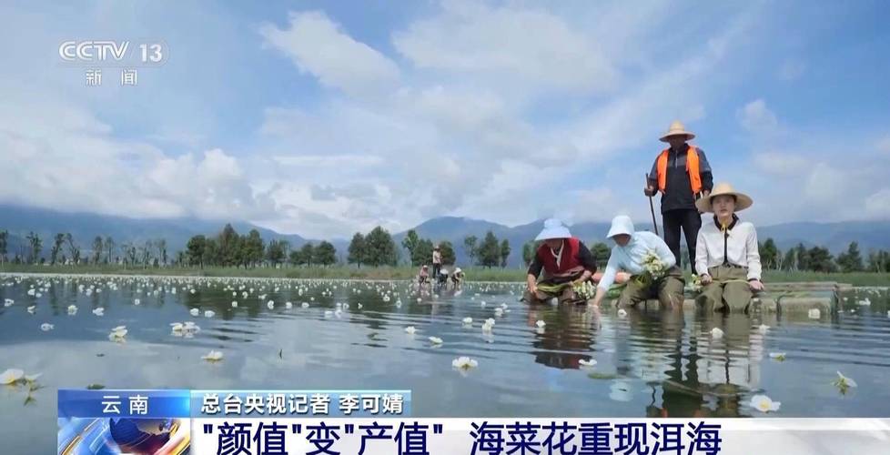 高质量发展调研行|记者观察:水清岸绿碧波荡——解码洱海生态治理实践