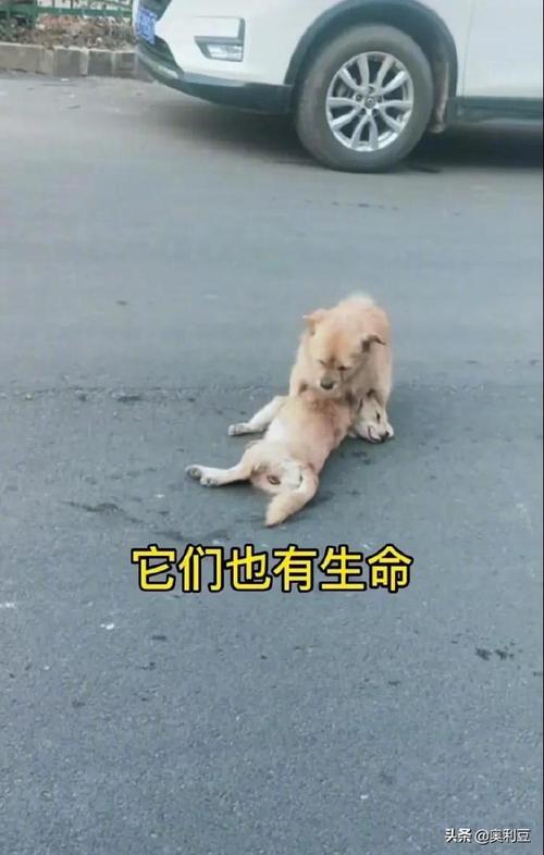 狗过马路被撞飞砸伤路人 法院:如能证实被撞犬只饲养人有过错,保险公司赔付后另行起诉