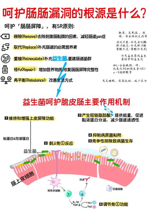 科普|“肠”命百岁话健康
