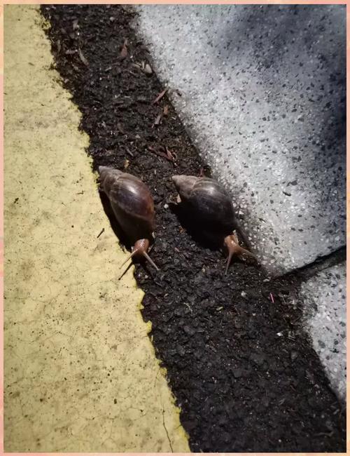 雨后遇到这种大蜗牛 千万别碰!
