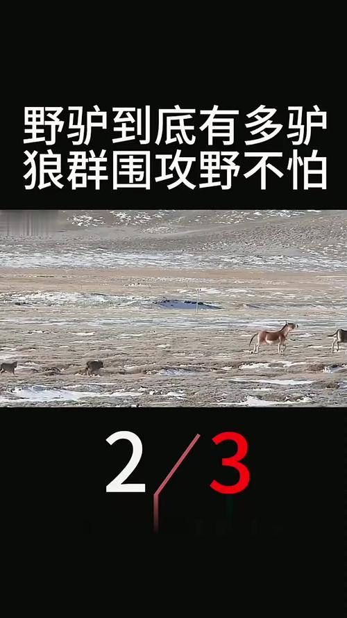 在东非高原,中国长跑健将“与狼共舞”