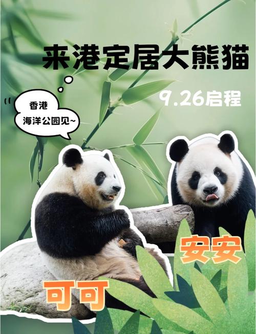 大熊猫“安安”和“可可”抵达香港海洋公园
