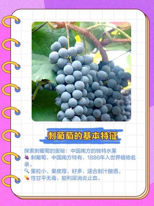 返乡青年徐豪:刺葡萄种植带动共富