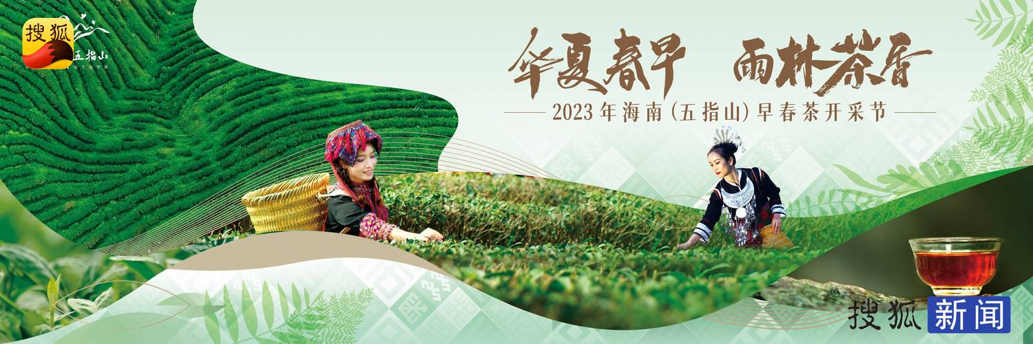 五指山、白沙等中部市县借助生态优势发展壮大茶产业链
