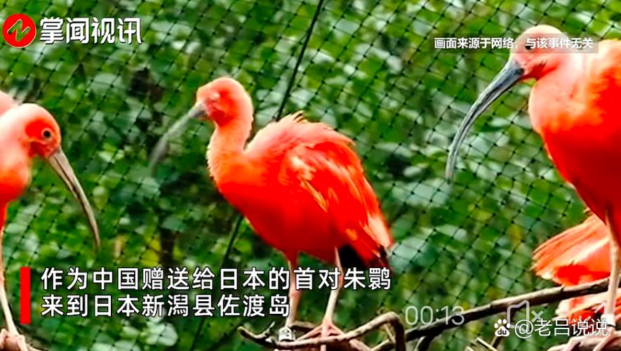 “东方宝石”抵达北京!日本归还中国16只朱鹮