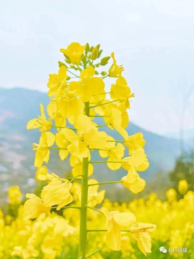 广州石门国家森林公园油菜花进入盛放期