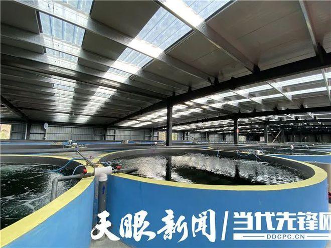 (乡村行·看振兴)新疆兵团:大棚养殖海虾“钱”景广