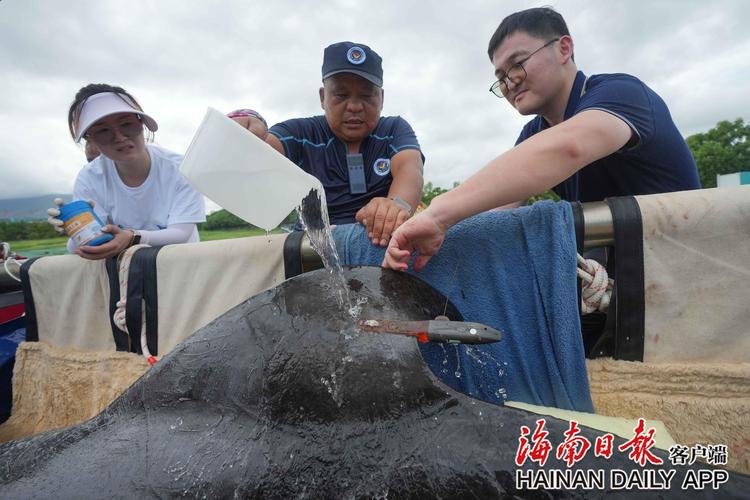鲸鱼搁浅海滩全身多处外伤,三亚紧急救助
