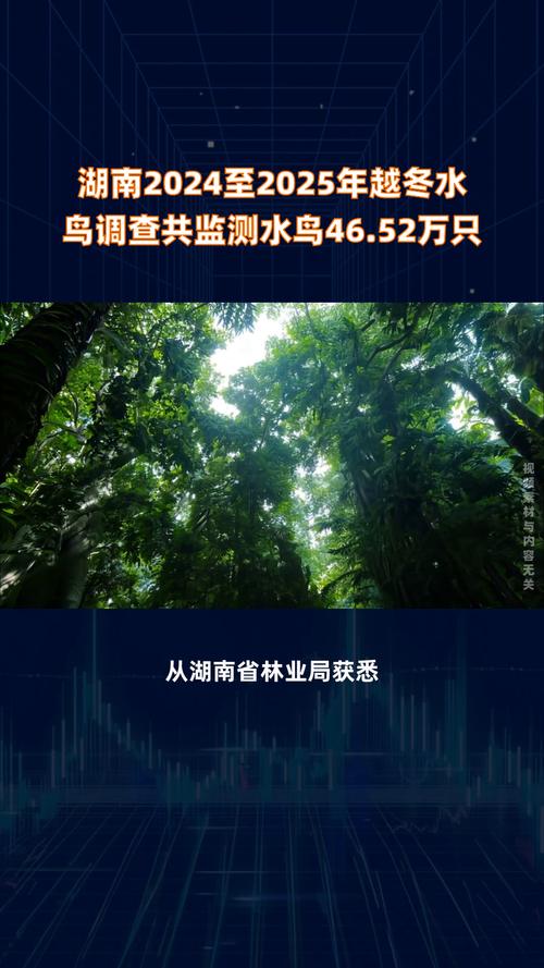 石门监测到越冬中华秋沙鸭155只 数量创新高