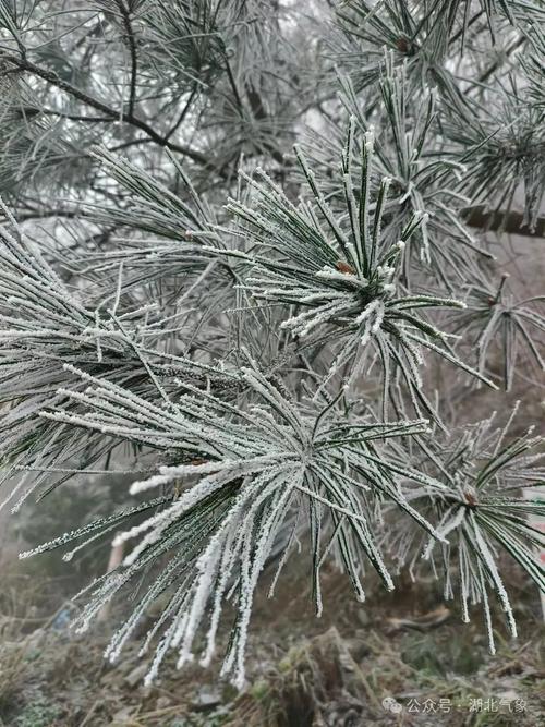 罕见!冰雹、冻雨、霰等七种降水相态同现湖北