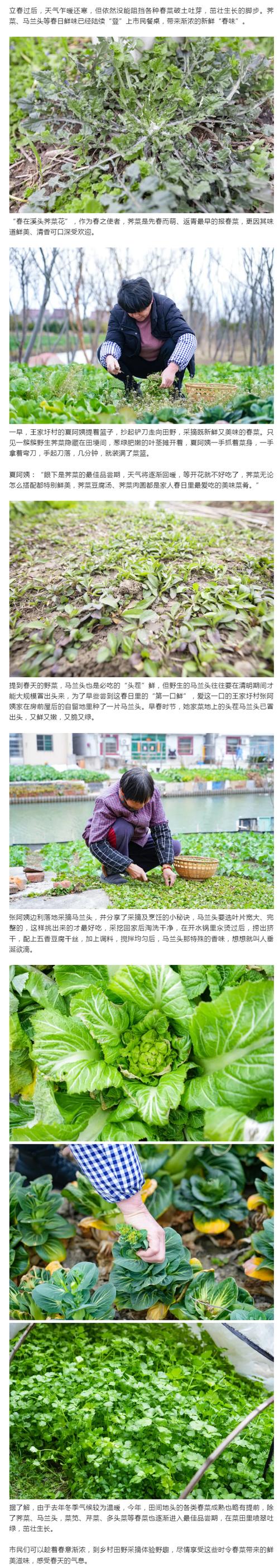 绿野寻春,一口健康一口鲜!