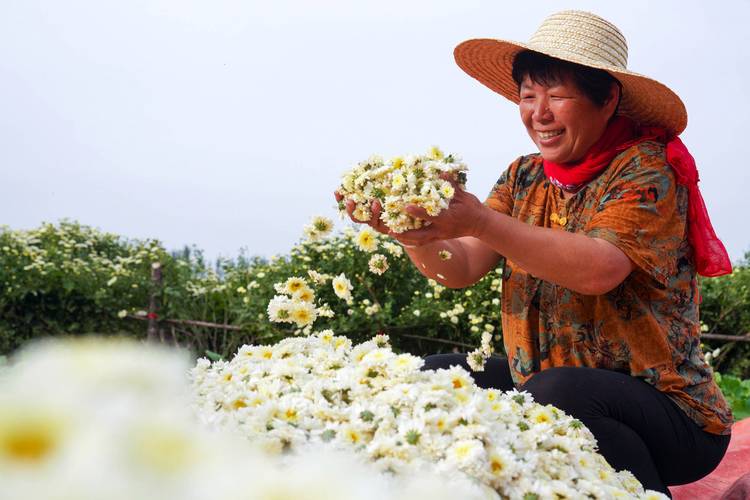 食用菊花采摘忙