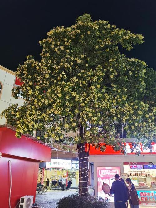 糖胶树开花气味“上头”但无毒 园林专家:预计盛花期还有10天左右结束