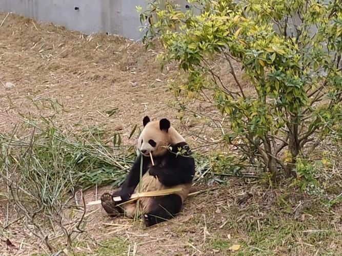 自己在竹林吃了一整晚!看看红外相机里的野生大熊猫都在干啥?